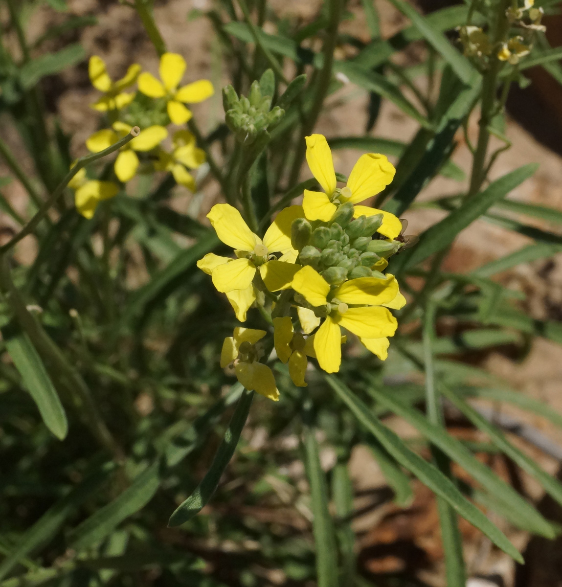 Изображение особи Erysimum flavum.