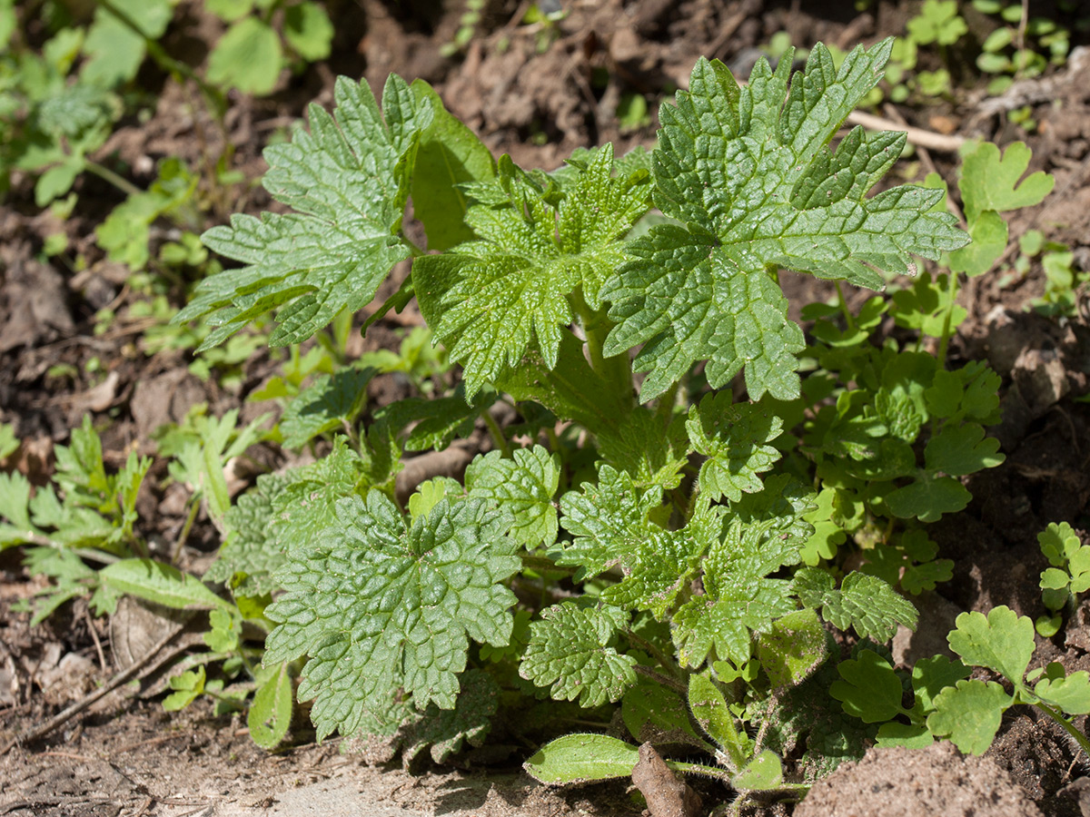 Изображение особи Leonurus quinquelobatus.