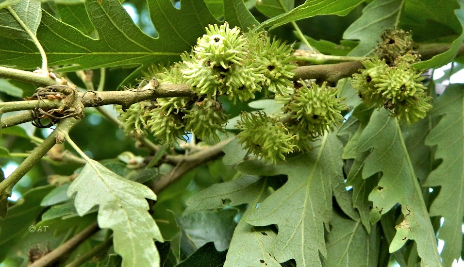 Изображение особи Quercus cerris.