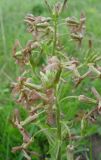 Hesperis tristis