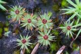 Polytrichum piliferum