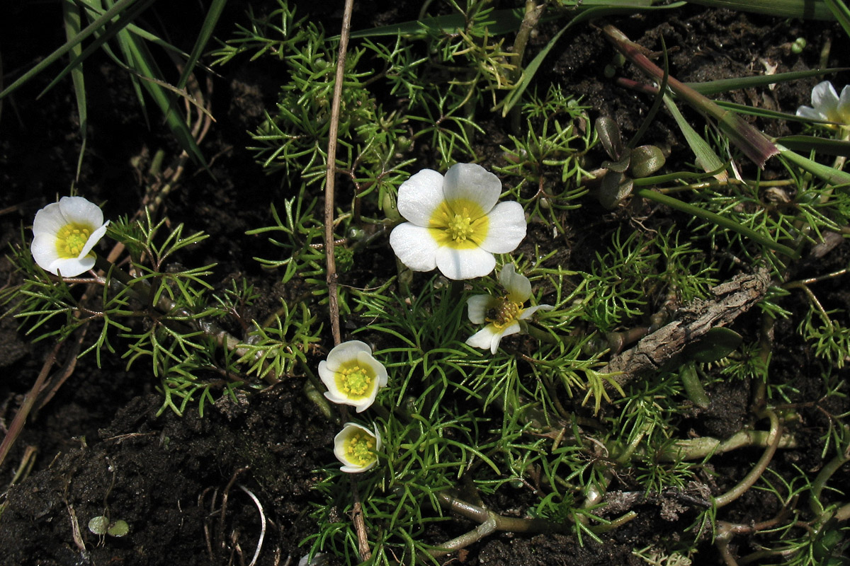 Изображение особи Ranunculus circinatus.