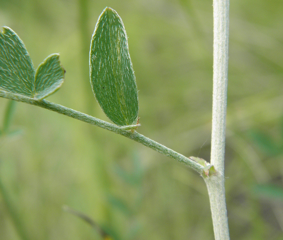 Изображение особи Astragalus pallescens.