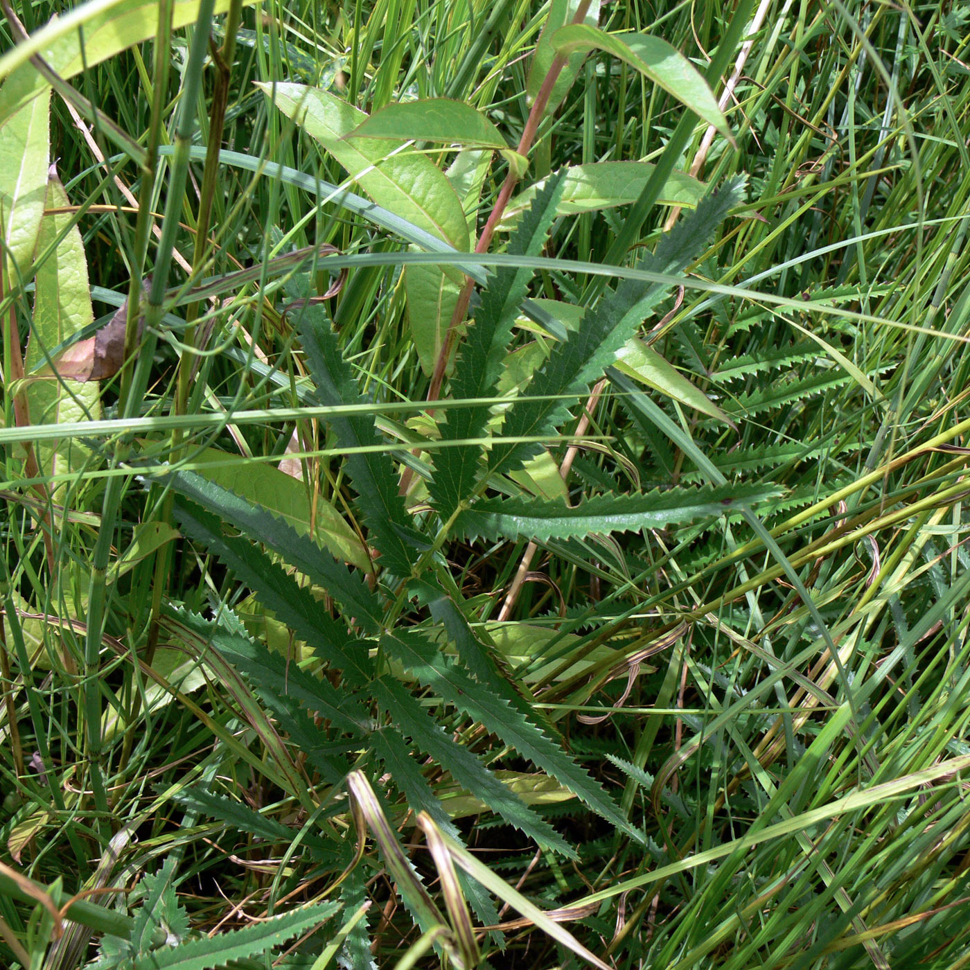 Изображение особи Sanguisorba parviflora.