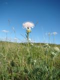 Lomelosia isetensis. Верхушки побегов с соцветиями. Ульяновская обл., Карсунский р-н, окр. с. Теньковка, гряда мергелисто-меловых склонов к р. Урень и её правому притоку к северу и востоку от села. 7 июля 2015 г.