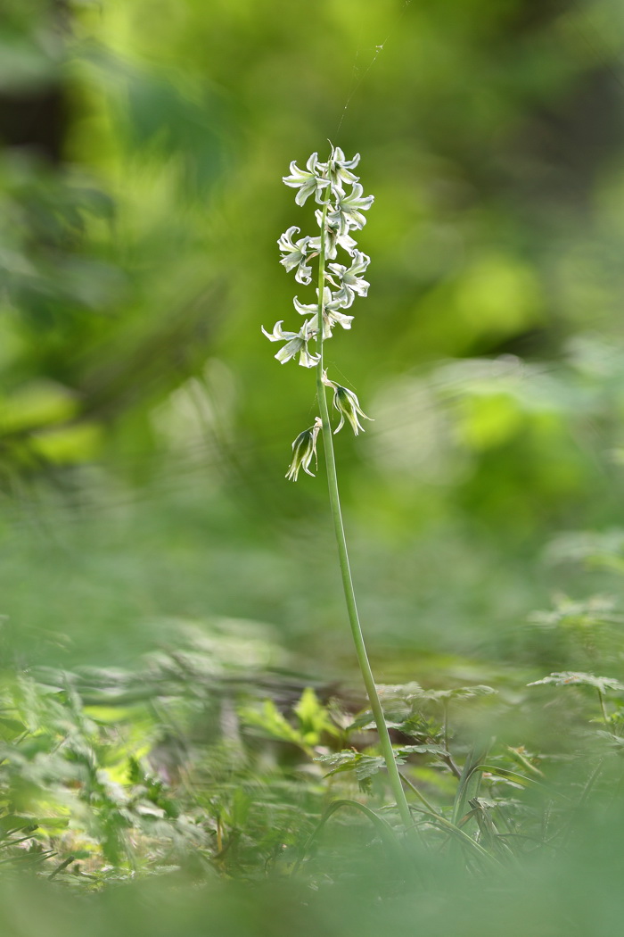 Изображение особи Ornithogalum boucheanum.