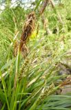 Carex brevicollis