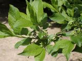 Euonymus europaeus. Верхушка цветущей ветви. Москва, Воронцовский парк. 04.06.2017.