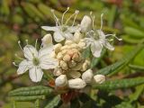 Ledum decumbens. Цветки и бутоны. Магаданская обл., г. Магадан, окр. мкр-на Пионерный, разреженный лиственничник на склоне сопки. 20.06.2010.