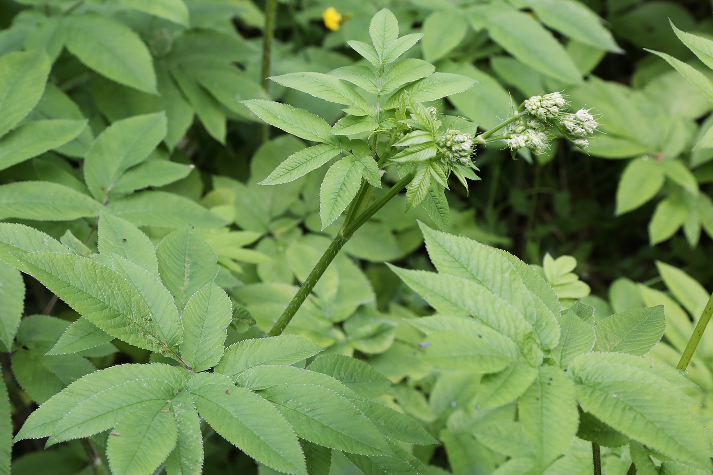 Изображение особи Chaerophyllum aromaticum.