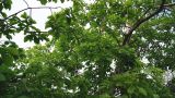 Quercus mongolica. Часть кроны взрослого дерева. Камчатский край, г. Елизово, мкр-н «26 км», двор частного дома. 06.07.2017.