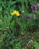 Senecio kolenatianus