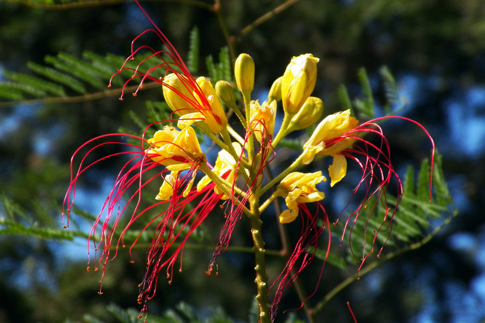 Изображение особи Caesalpinia gilliesii.