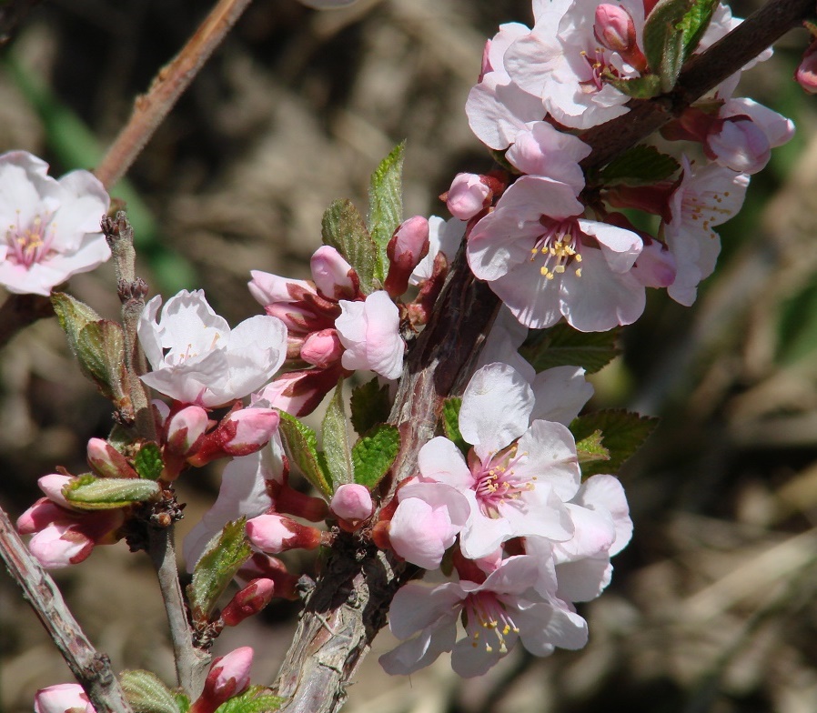 Изображение особи Cerasus tomentosa.