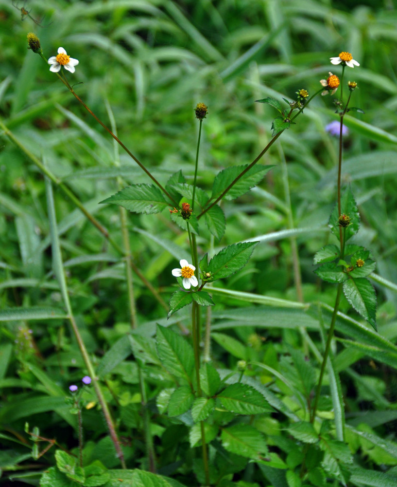 Изображение особи Bidens pilosa.