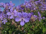 Geranium pratense. Верхушка цветущего и частично отцветшего побега. Магаданская обл., окр. г. Магадан, ост. \"Аммональная\", отвал на антропогенном лугу, который используется для выпаса коров. 18.08.2018.