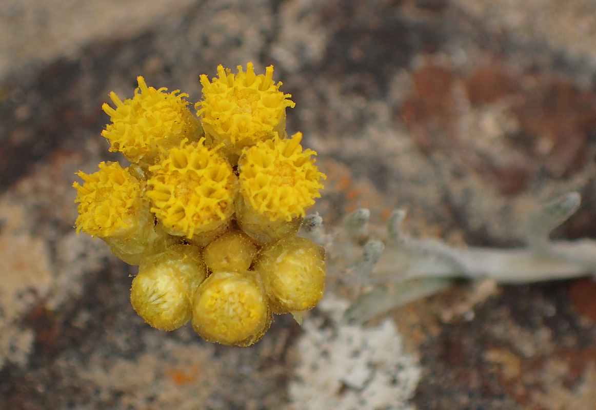 Изображение особи Helichrysum stoechas ssp. barrelieri.