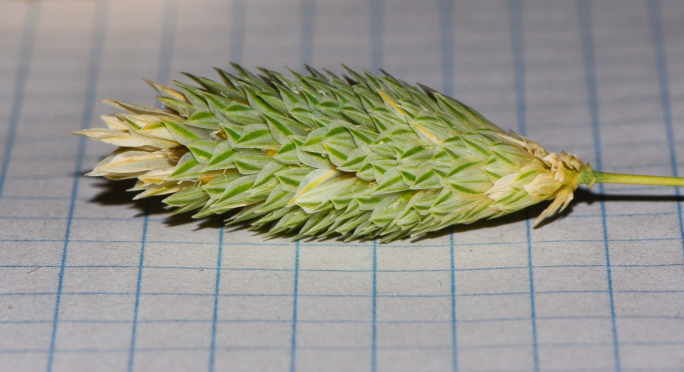 Image of Phalaris brachystachys specimen.