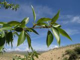 Populus laurifolia