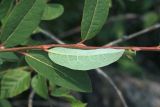 Salix kochiana