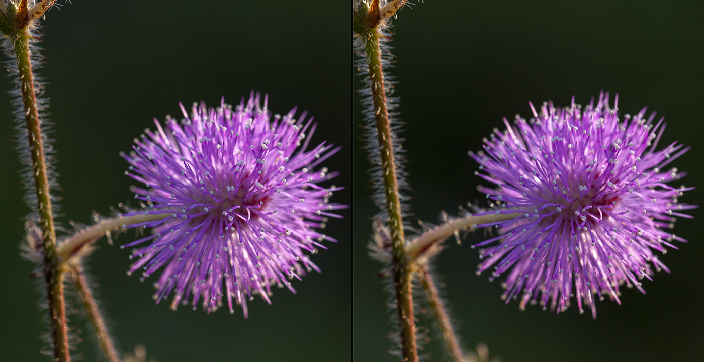 Изображение особи Mimosa pudica.