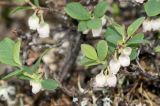 Vaccinium uliginosum