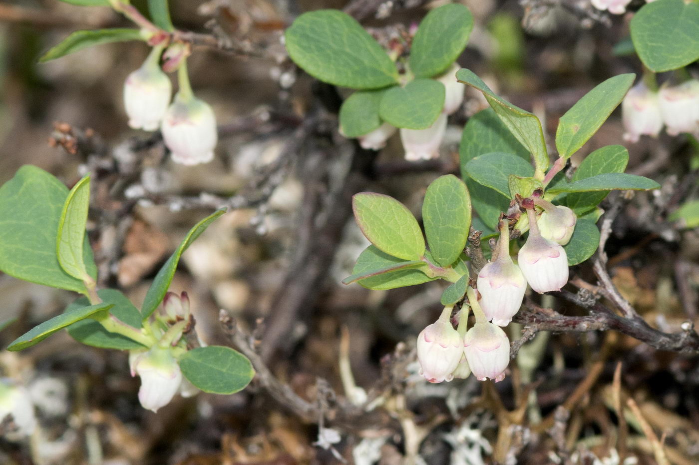 Изображение особи Vaccinium uliginosum.