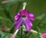 Nicotiana alata