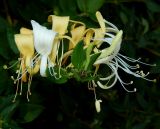 Lonicera japonica. Цветки. Республика Крым, г. Керчь, в культуре. Сентябрь 2020 г.