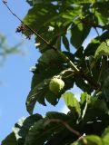 Aesculus hippocastanum. Соплодие с незрелым плодом. Санкт-Петербург, Старый Петергоф, парк \"Сергиевка\". 01.08.2020.