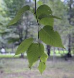 Betula costata