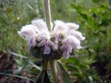 Phlomoides alaica