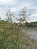 Calamagrostis pseudophragmites