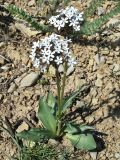 Valeriana chionophila