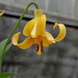 Lilium canadense