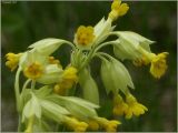 Primula macrocalyx. Соцветие. Чувашия, окр. г. Шумерля, Подвенец, вырубка. 15 мая 2011 г.