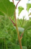 Betula pubescens