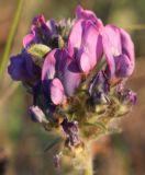 Oxytropis kungurensis