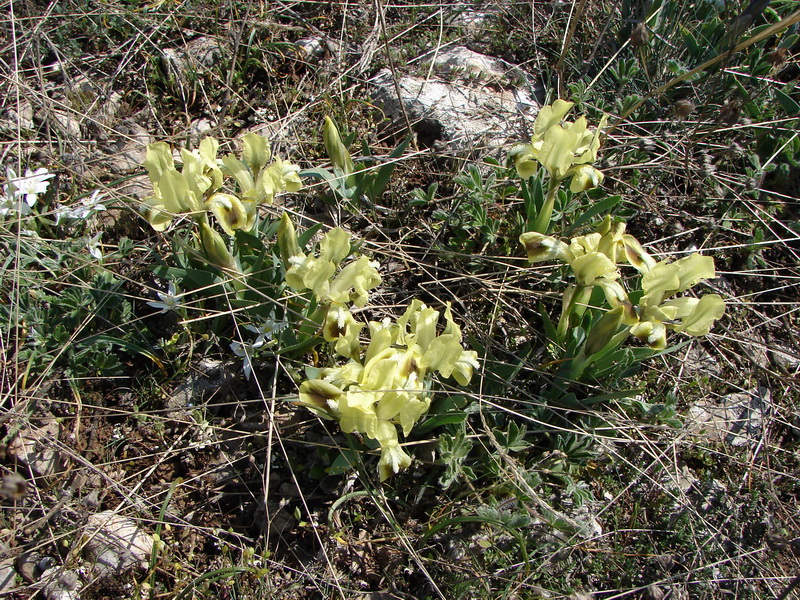 Изображение особи Iris pumila.