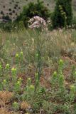 Asperula tenella. Цветущее растение. Крым, Севастополь, плато Карань. 24 июня 2013 г.