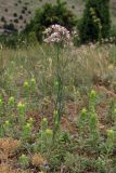 Asperula tenella