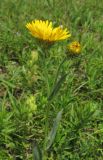 Inula oculus-christi