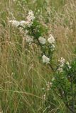 Ligustrum vulgare