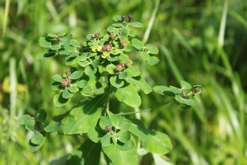 Изображение особи Euphorbia pilosa.