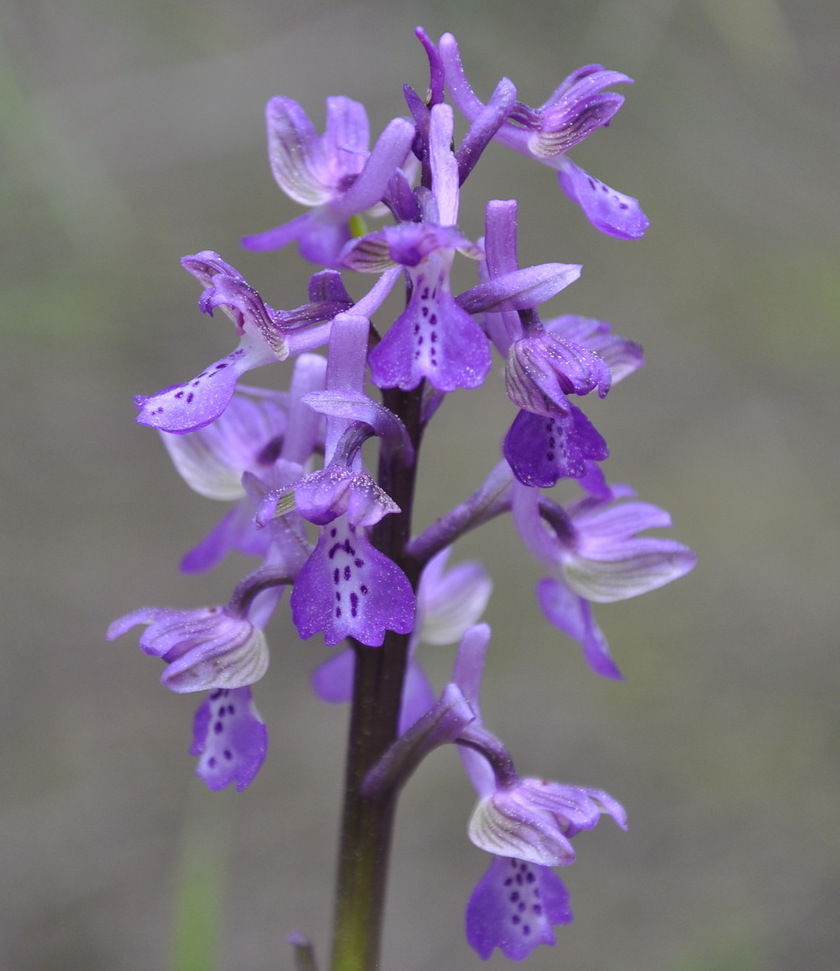 Изображение особи Anacamptis morio ssp. caucasica.