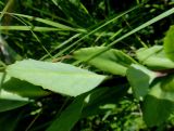 Hylotelephium pallescens. Лист с нижней стороны. Иркутская обл., Иркутский р-н, окр. дер. Позднякова, заболоченный луг. 29.07.2014.