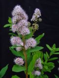 Spiraea humilis