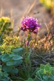 Viscaria alpina. Цветущее растение в соседстве с Rhodiola rosea на луговинке среди прибрежных скал. Мурманская обл., Кольский р-н, окр. пос. Дальние Зеленцы, берег Баренцева моря. 21.06.2015.