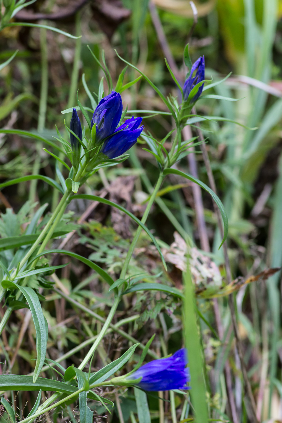 Изображение особи Gentiana pneumonanthe.