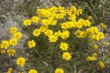 Anthemis sosnovskyana. Цветущее растение. Кабардино-Балкария, Приэльбрусье, гора Чегет, высота 2900 м н. у. м. 19 августа 2009 г.